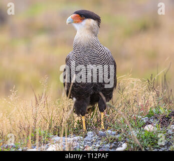 Vue frontale d'un caracara huppé (Caracara plancus) à Villarrica N.P. (Chili) Banque D'Images