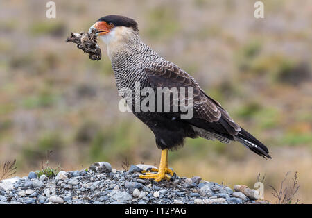 Caracara huppé (Caracara plancus) à Villarrica N.P. (Chili) avec les proies Banque D'Images