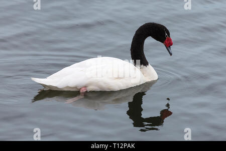 Vue rapprochée d'un Cygne à cou noir (cygnus melancoryphus) à Parc National Los Glaciares (Argentine) Banque D'Images