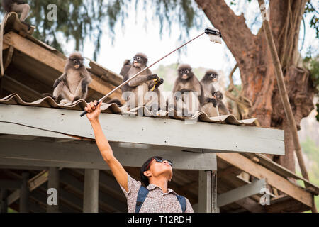 Avec des singes selfies. Young Asian man utilise un bâton selfies pour prendre une photo avec un groupe de mignons petits singes feuille sombre qui s'asseoir sur le toit. Banque D'Images