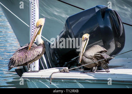 Paire de pélicans perchés sur un bateau à quai dans la marina Banque D'Images