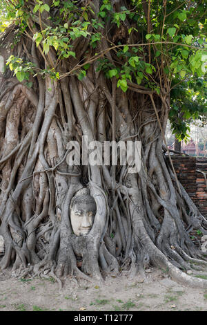 Chef Budddha enveloppés dans des racines d'un arbre au Wat Mahathat Thaïlande Ayuthaya en Banque D'Images