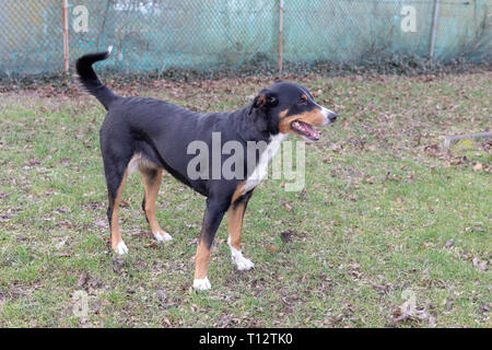 Ppenzeller Sennenhund. Le chien est debout dans le parc à l'hiver. Portrait d'un chien de Montagne Appenzeller Banque D'Images