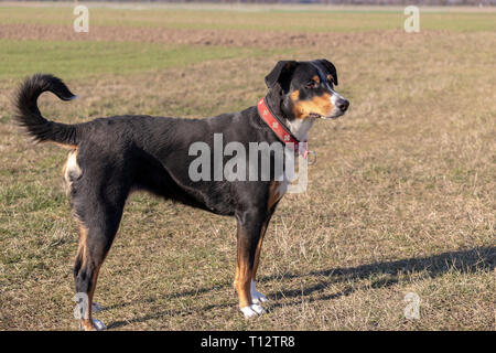 Bovins Appenzell chien sur l'herbe verte Banque D'Images