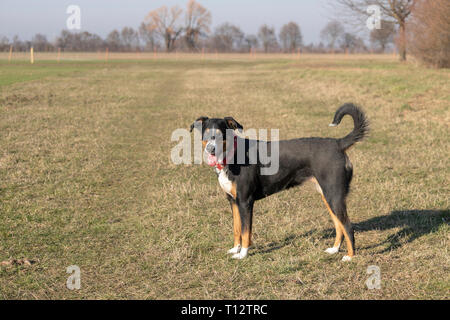 Bovins Appenzell chien sur l'herbe verte Banque D'Images