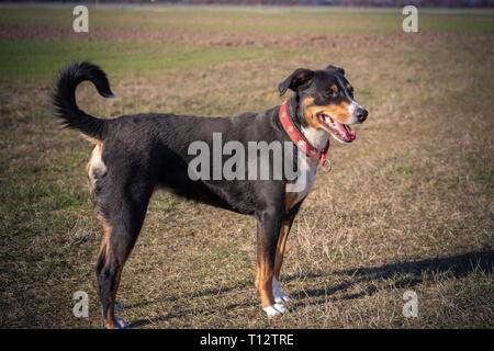 Bovins Appenzell chien sur l'herbe verte Banque D'Images