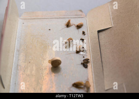 Les cafards à la maison dans un insecte piège collant Banque D'Images