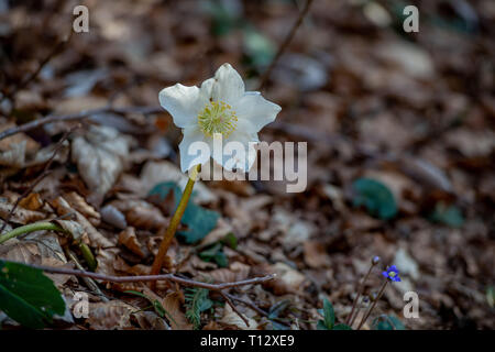 Helleborus est une fleur qui pousse dans la neige Banque D'Images