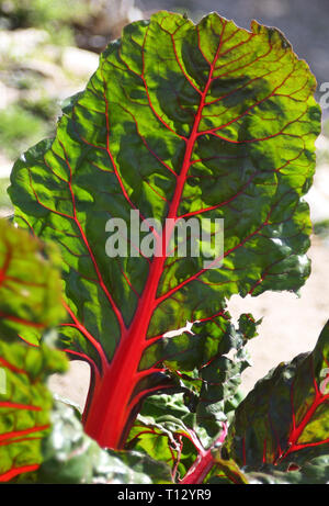 Close-up of young green de la betterave dans la masse dans le jardin. Éclat de soleil. Banque D'Images
