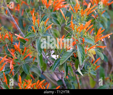 L'asclépiade tubéreuse (Asclepias tuberosa) a commencé à fleurir au début du printemps de l'Arizona Banque D'Images