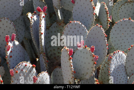 Background green cactus rose avec des boutons de fleurs non ouvert. Tucson, Arizona Banque D'Images