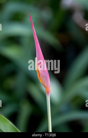 Heliconia naissance Banque D'Images