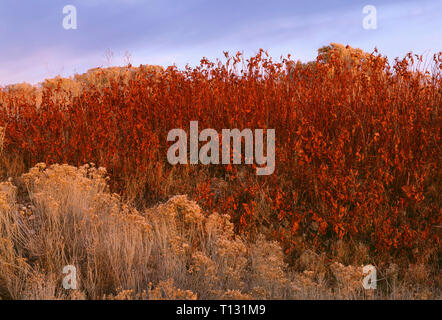 États-unis, Californie, Tule Lake National Wildlife Refuge, lumière du soir sur la bigelovie et arbustes colorés. Banque D'Images