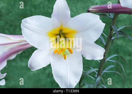 Lily, Lilium regale Regal Banque D'Images