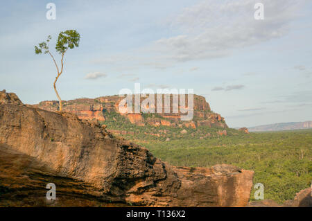 Panorama depuis l'Nadab Lookout à ubirr, le parc national de Kakadu. Il ressemble à une savane africaine - Australie Banque D'Images