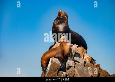 Les lions de mer se prélassent au soleil à Lands End dans la station balnéaire de Cabo San Lucas, à la pointe sud de la Basse Californie au Mexique Banque D'Images