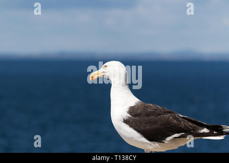 Profil de Goéland marin (Larus marinus) sur fond de ciel bleu Banque D'Images