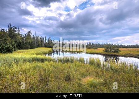 Moor et lac de Hohlohsee Kaltenbronn, communauté Gernsbach, Nord de la Forêt Noire, en Allemagne, a grandi entouré de marais protégés de la forêt vierge Banque D'Images