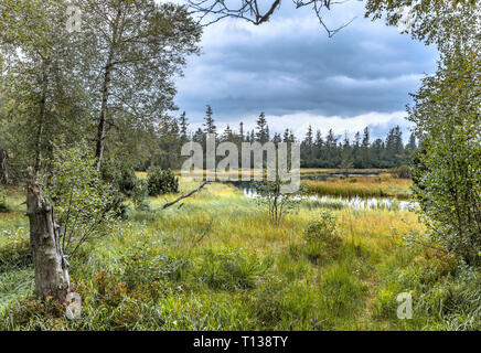 Lac de tourbière à Hohlohsee Kaltenbronn, centre/nord du Parc Naturel de la Forêt Noire, en Allemagne, territoire de Gernsbach, plateau avec Moor et de forêt protégée Banque D'Images