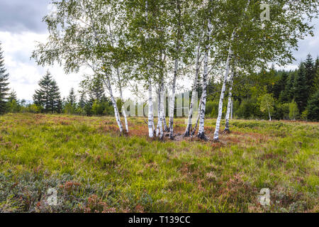 Groupe de bouleaux dans heather paysage, Forêt Noire, Allemagne, de relief grinde entre Schliffkopf et Zuflucht, communauté de Oppenau Banque D'Images