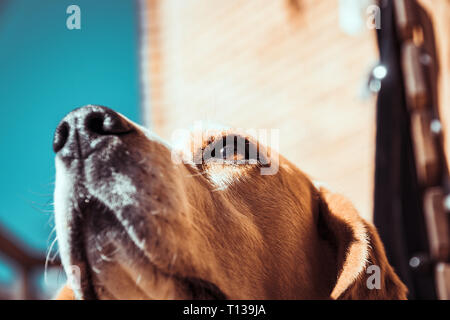 Chien Beagle sentir ou renifler l'air par le nez. Tracking chien beagle. Concept de la recherche. Banque D'Images