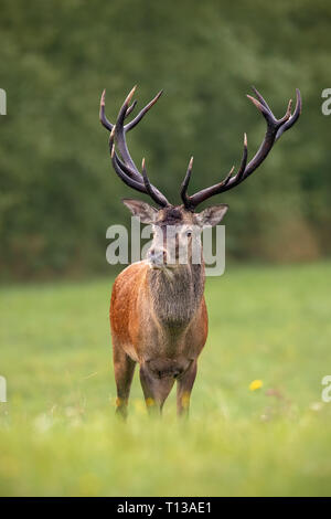 Close-up of a red deer stag en été avec grand panache face à l'appareil photo Banque D'Images