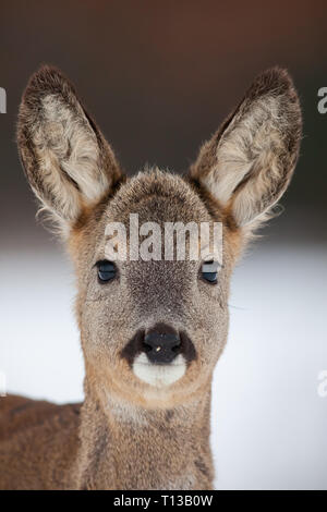 Portrait de Chevreuil, Capreolus capreolus, en hiver. Banque D'Images