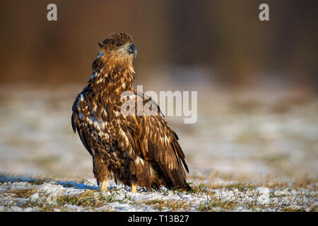 La pygargue à queue blanche (Haliaeetus albicilla), en hiver, assis sur un sol couvert de neige. Banque D'Images