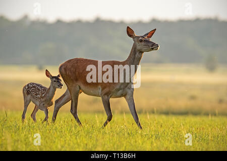 Red Deer hind et son veau balade au coucher du soleil. Banque D'Images