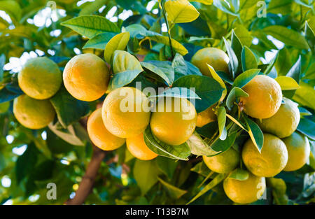 Les oranges bio frais accroché à un arbre. Banque D'Images
