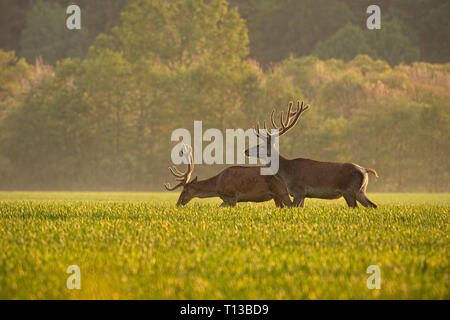 Deux red deer (Cervus elaphus, au coucher du soleil météo enjoyingsunny Banque D'Images