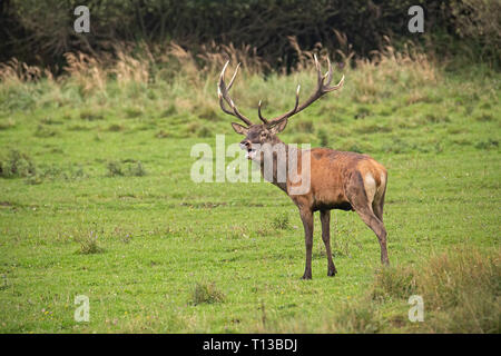 Red Deer, Cervus elaphus, stag en rut. Banque D'Images