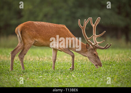 Red Deer stag avec bois en velours Banque D'Images