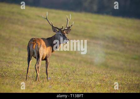 Red Deer, Cervus elaphus, stag en rut respirer la vapeur. Banque D'Images