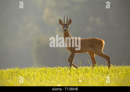 Chevreuil, Capreolus capreolus, buck en été. Banque D'Images