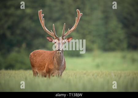 Red Deer (Cervus elaphus, avec bois de plus en velours. Banque D'Images