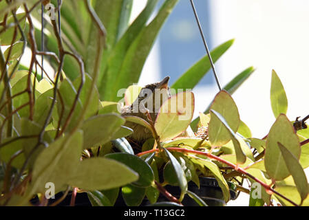 Une rayure-eared Bulbul (Pycnonotus blandfordi conradi) sur son nid dans un jardin à l'Est de Bangkok Banque D'Images
