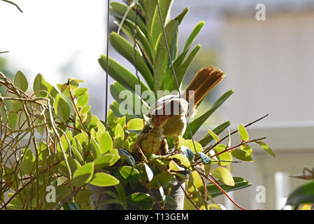 Une rayure-eared Bulbul (Pycnonotus blandfordi conradi) nourrir c'est poussin dans un jardin à l'Est de Bangkok Banque D'Images