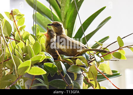 Un parent Streak-eared Bulbul (Pycnonotus blandfordi conradi) et c'est poussin dans un jardin à l'Est de Bangkok Banque D'Images
