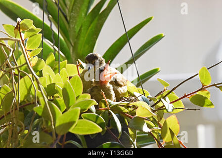 Une rayure-eared Bulbul (Pycnonotus blandfordi conradi) avec c'est à propos de poussin à l'envol dans un jardin à l'Est de Bangkok Banque D'Images