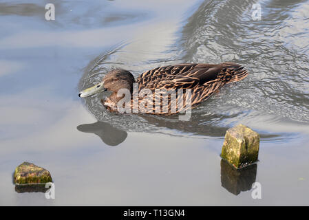 Un canard de Meller (Anas melleri) nager vite sur un petit lac dans le sud de l'Angleterre. Cette espèce menacée est endémique de l'Est de Madagascar Banque D'Images