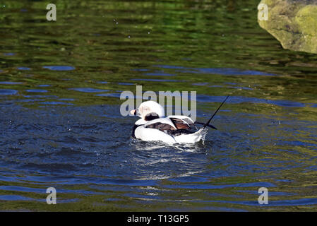 Un homme le harelde kakawi (Clangula hyemalis) Nager dans un lac dans le sud de l'Angleterre Banque D'Images