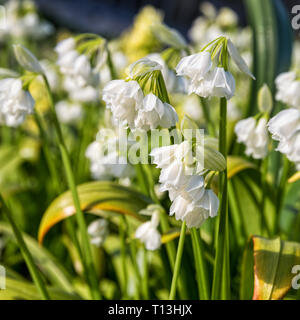 Allium Blooming paradoxum, la fleur d'ail ou peu de poireau Banque D'Images