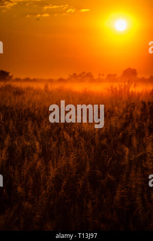 La prairie de l'Afrique de l'illuminé par un orange coucher du soleil en Lozère Banque D'Images