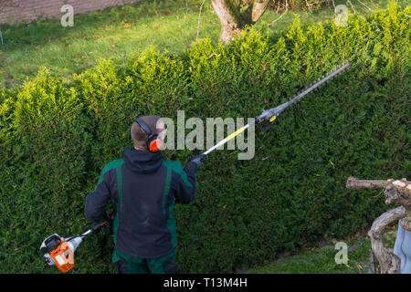 Réductions jardinier une haie avec un taille-haie à essence. L'édification d'un mur de thujas Banque D'Images