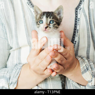 Close up of cute kitty dans woman's hands. Pretty woman holding un chat étroitement à l'appareil photo. Adorable kitty Banque D'Images