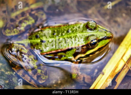 Grenouille dans l'habitat naturel. Banque D'Images