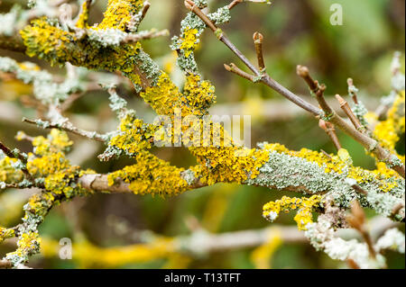 Lichen vert et jaune vif sur une branche en pleine croissance Banque D'Images