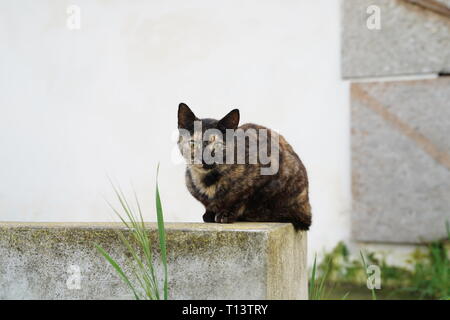 Chats sur Chypre ont été en mesure d'élever pendant des siècles, et très peu en dehors de l'influence ; il en résulte une nette adapté localement cat. Banque D'Images