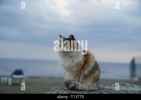 Chats sur Chypre ont été en mesure d'élever pendant des siècles, et très peu en dehors de l'influence ; il en résulte une nette adapté localement cat. Banque D'Images